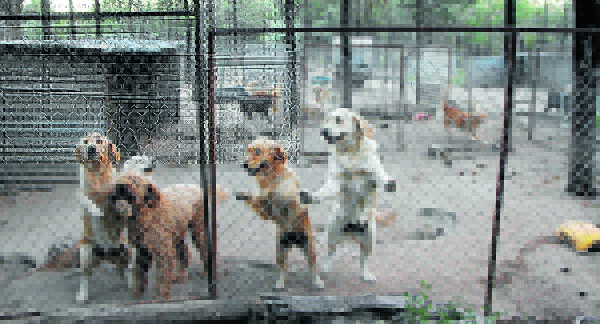 A photo of an alleged puppy farm where animal activists claimed dogs were being kept in appalling conditions (photo for illustrative purposes only). Photo: Oscars Law