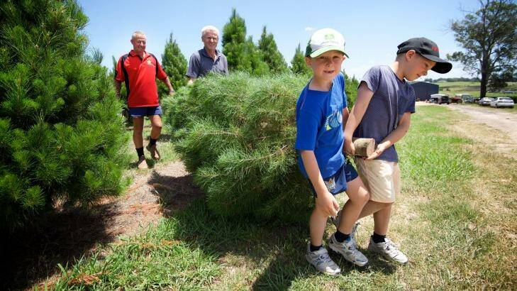 Mervin McKelvey and his grandsons Beau and Lane select a tree from Willy's Christmas Tree Farm. Photo: Wolter Peeters