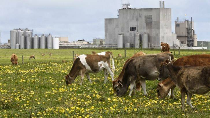 Warrnambool Cheese and Butter has posted a $1.2 million loss, citing a collapse in global dairy prices, and a farm-gate price that did not reflect the rout.  Photo: Steve Hynes