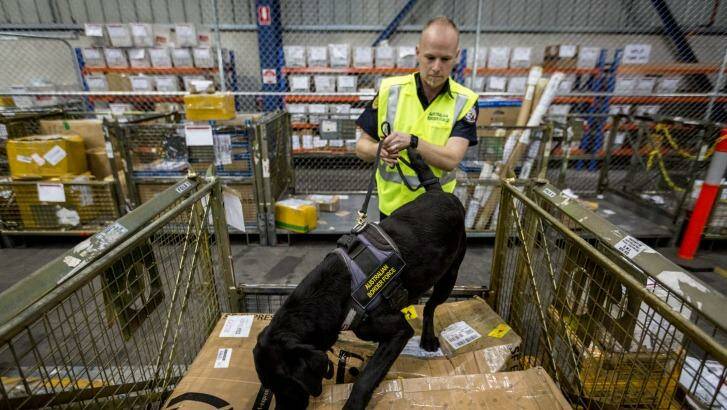 A Border Force officer works with his detector dog. Photo: Eddie Jim