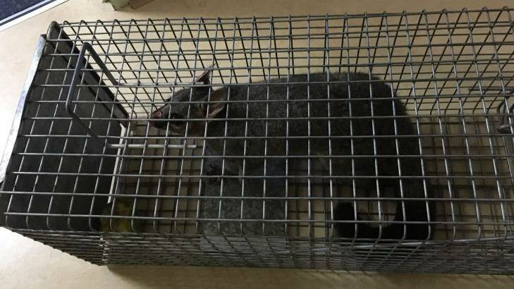 One of the two possums caught at Concord Hospital on Friday morning. Photo: Supplied
