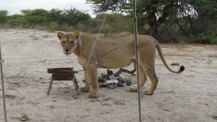 Francie Lubbe said three lionesses licked rainwater from her tent as she camped in southern Africa; this one inspected a barbecue grill.  Photo: Francie Lubbe, Facebook