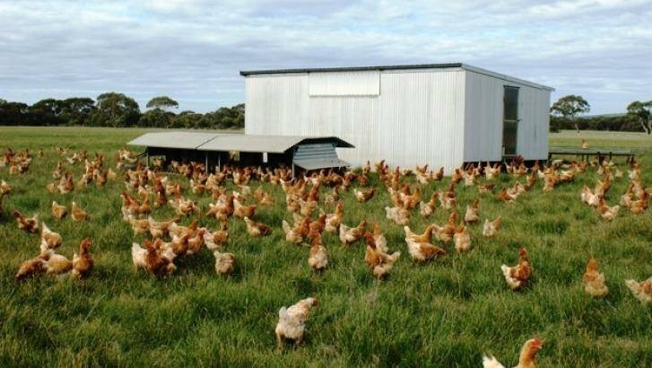 Choice is calling for a free-range egg standard that would recognise the need for hens to regularly go outside. Photo: Supplied