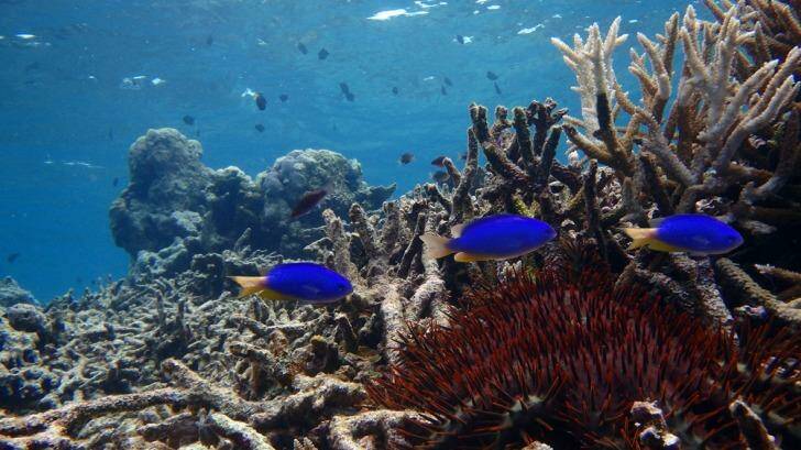 Damselfish in a degraded habitat in the northern part of the Great Barrier Reef. Photo: Supplied