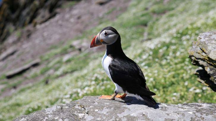One of the island's delightful puffins. Photo: Ben Groundwater
