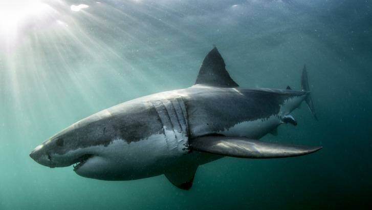New government grants worth $200,000 will target "technologies for shark mitigation". Photo: Morne Hardenberg/Atlantic Edge