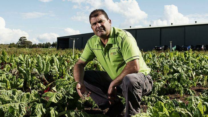 Steve Grima poses for a portrait at his vegetable farm in Horsley Park. Photo: Christopher Pearce