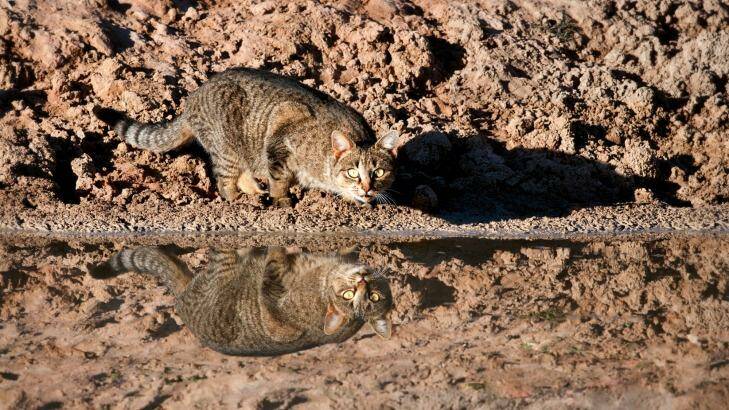 The cull of feral cats will run until 2020. Photo: Invasive Animals Cooperative Research Centre