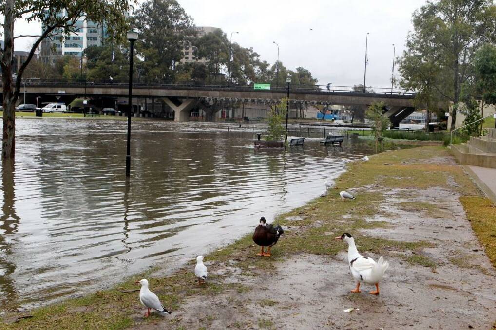 Fancy a dip? Parramatta River.