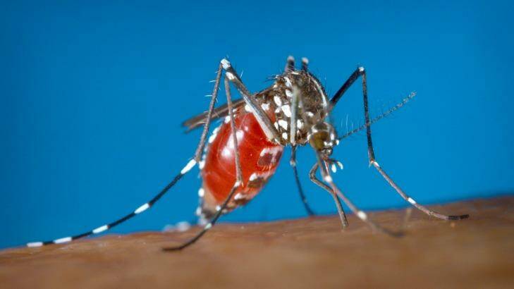 An Aedes albopictus female mosquito feeding on a human blood meal.  Photo: James Gathany