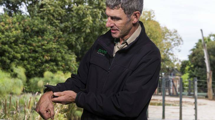 Melbourne Zoo's head vet Dr Michael Lynch shows Willow's problem.  Photo: Paul Jeffers