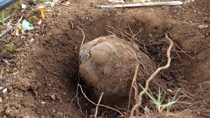 The record-breaking truffle in the ground at Yelverton Truffles. Photo: Yelverton Truffles