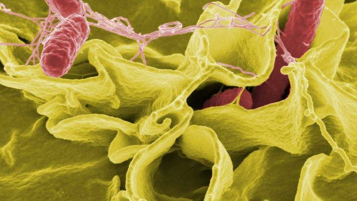 Salmonella was rampant in NSW in 2016. Photo: Rocky Mountain Laboratories,NIAID,NIH 
