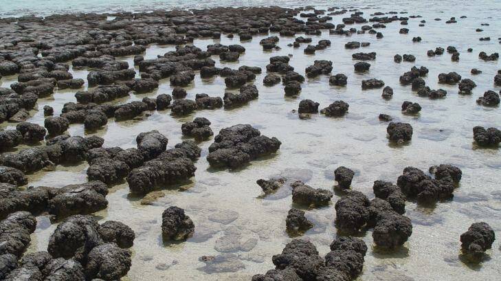 Modern-day stromatolites growing in Hamelin Pool Marine Nature Reserve, Shark Bay, in Western Australia. Photo: Paul Harrison