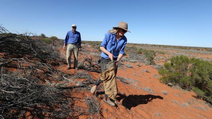 Catch and release: Professor Dan Blumstein and Bec West lay traps for a burrowing bettong at the research station. Photo: Peter Rae