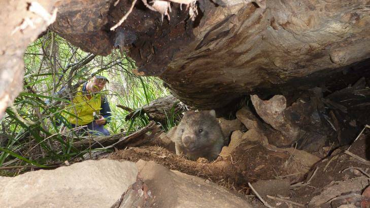 Wildlife sanctuary owner Ray Wynan  inspects the burrow of a wombat that escaped logging. Photo: Supplied