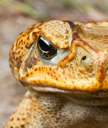 The invasive cane toad. Photo: Steven Zozaya / Invasive Animals Cooperative Research Centre