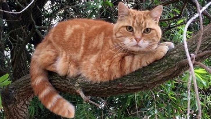 More than 25 local councils now have some kind of cat curfew.