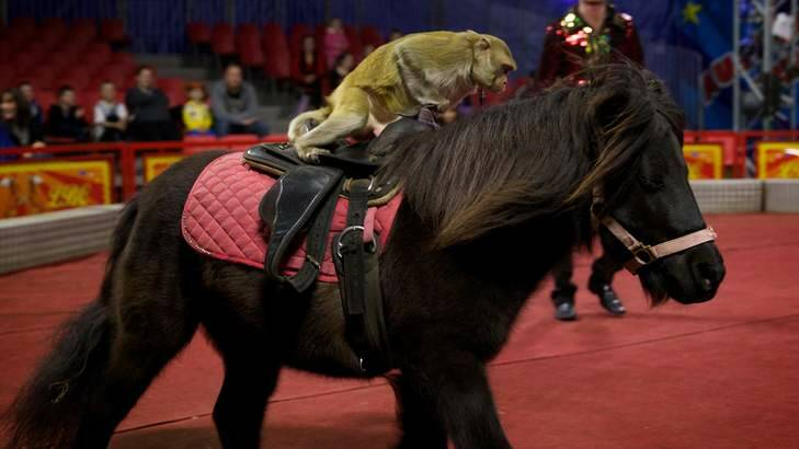 Stars of the show: Animals at Lennon Bros Circus last week. Photo: Wolter Peeters