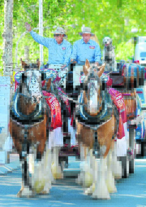 CAVALCADE REGULAR: Carlton United Breweries' team of clydesdales at this year's festival. Photo: Barry Smith 240115BSA087