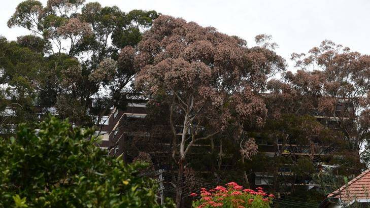 Canterbury Council is investigating whether eight gum trees outside an Earlwood apartment complex were intentionally or accidentally killed. Photo: Nick Moir