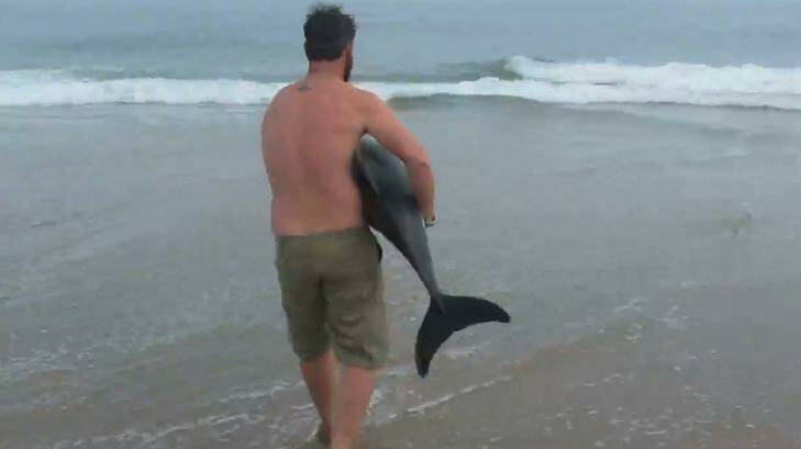 Naude Dreyer rescues a male Benguela dolphin stranded on a Namibian beach. Photo: Facebook, Pelican Point Kayaking