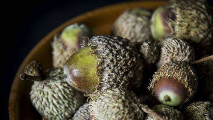 Acorns Australia managing director George Lucas says the acorns name resonates in Europe and the English speaking world, but not in South America or Asia. Photo: Rohan Thomson