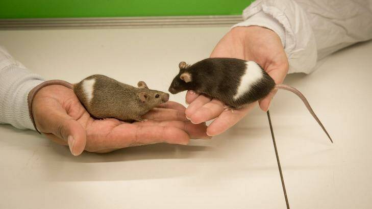 Just 15 per cent of studies assessed by Dr Hill used rodents of both sexes. Photo: Jesse Marlow