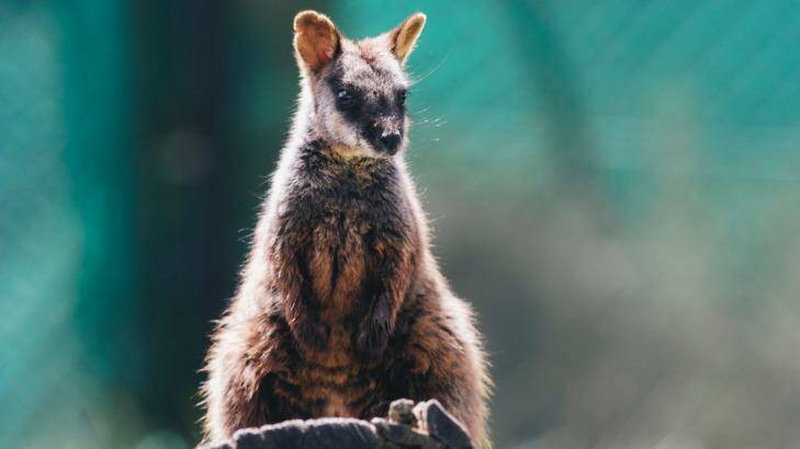 A 10-month-old southern brush-tailed rock wallaby at Tidbinbilla Nature Reserve. Photo: Rohan Thomson