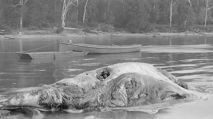 Recommended stay 30 hours: Rheumatism sufferer Bob Wiles in the carcass of a whale at Twofold Bay, Eden. Photo: National Library of Australia
