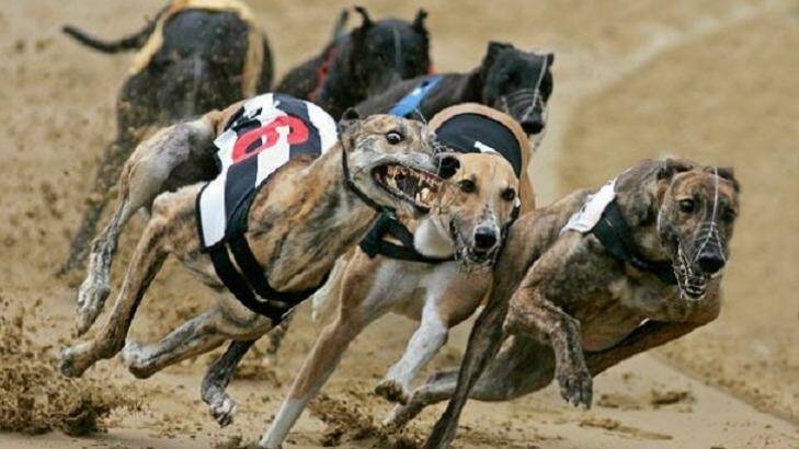 The greyhound ban comes into effect in 2017.