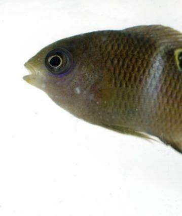 Damselfish in distress: A study has shown that exposure to higher carbon dioxide levels has a negative impact on various aspects of fish behaviour. Photo: Edwina Pickles