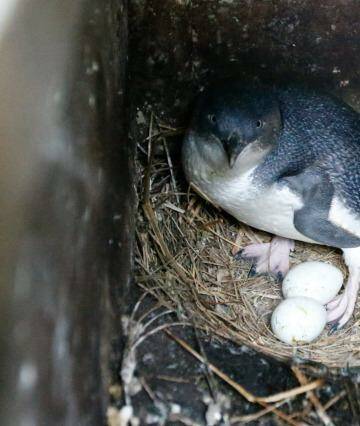 An adult little penguin sits on eggs inside a nestbox on Montague Island. Photo: Peter Rae