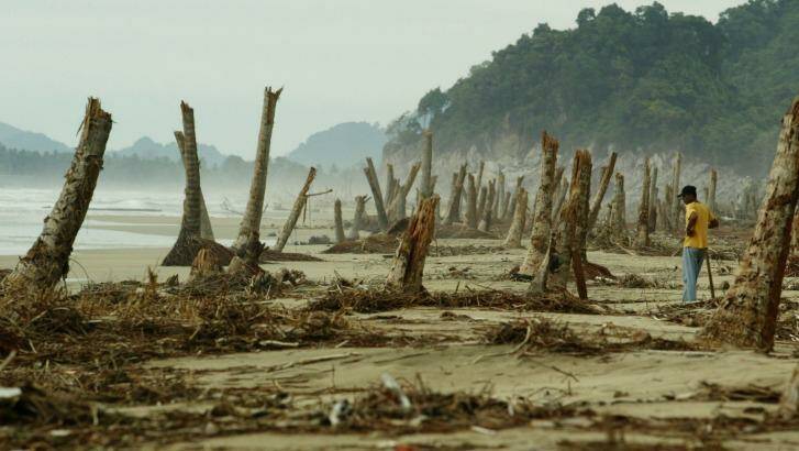 Devastation: A worker stands among coconut palm trees snapped off at a beach near Lam No, Indonesia, after the 2004 Boxing Day tsunami. Photo: Jason South