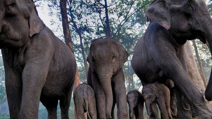 Sights to see: Wildlife spotting at Kazringa National Park, Assam.
