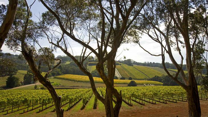 In demand: Vineyard-suitable land on the Mornington Peninsula is highly sought-after.