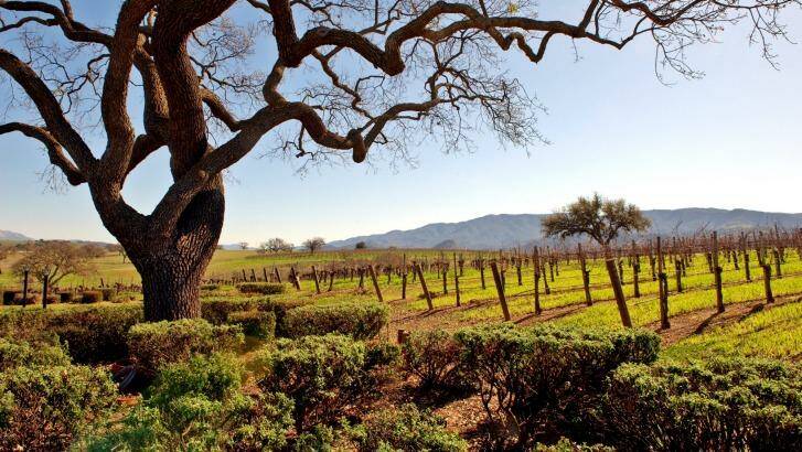 A view of the vineyards. Photo: Supplied