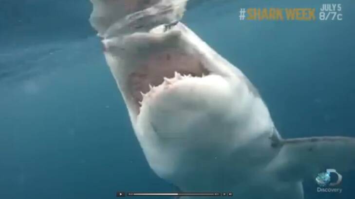 Jaw-dropping: A close up of the great white shark. Photo: Screen grab: Shark Week, Discovery channel