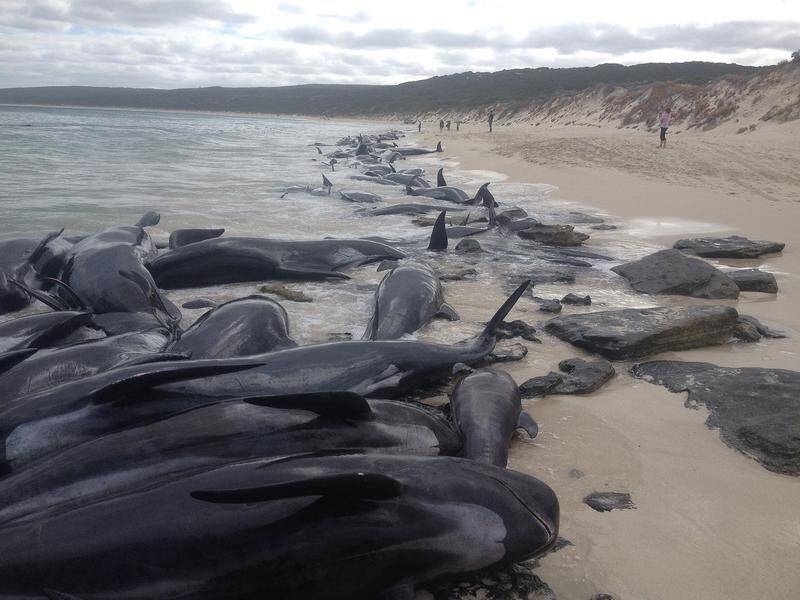 Five of the 150 whales beached in WA have been rescued and moved into deeper waters.