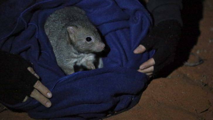 A bettong, captured for research, is released at the Arid Recovery station. Photo: Peter Rae