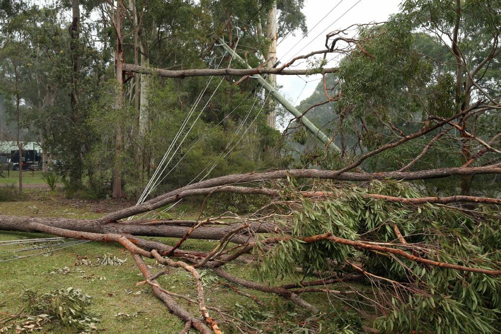 Fallen trees on power lines in Medowie on Sunday.