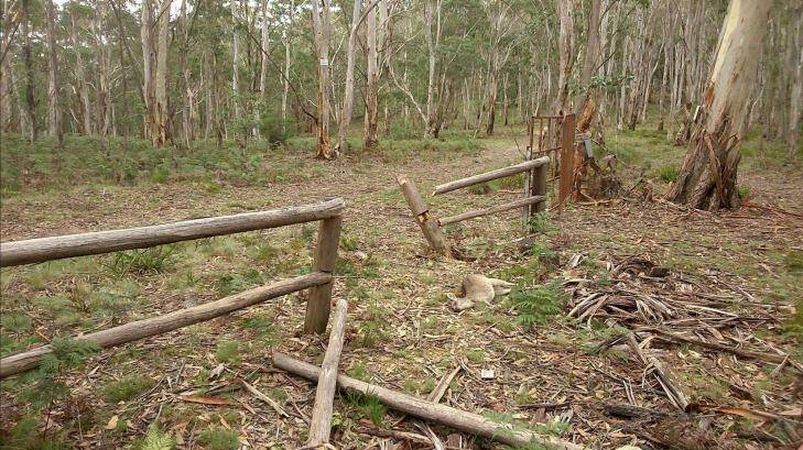 A fence smashed and a wallaby slaughtered by illegal hunters. Photo: Supplied