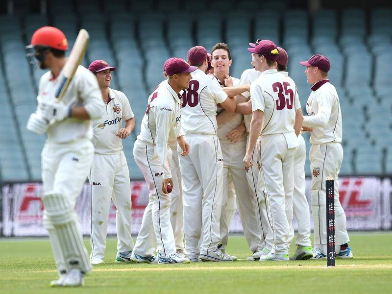 Queensland players celebrate the dismissal of SA captain Travis Head in their Shield game.