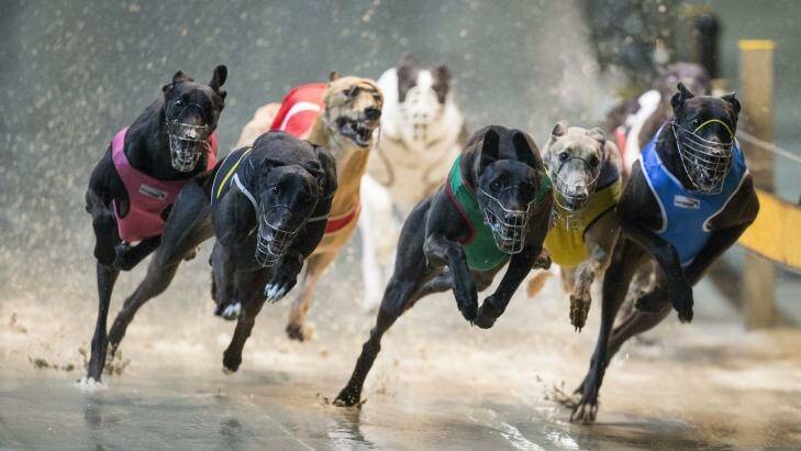 The NSW government plans to ban greyhound racing from July 2017. Photo: Craig Golding