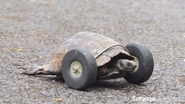 Mrs T, the 90-year-old tortoise, with her new set of wheels.  Photo: The Telegraph, London