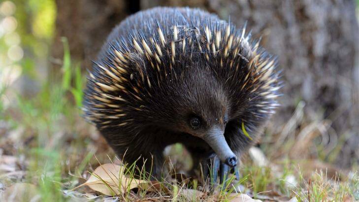 An echidna, among the many species threatened by the Ellerton Drive Extension. Photo: karleen.minney@canberratimes.com.au