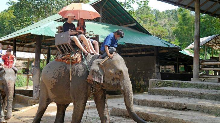 Elephant rides are at the top of the list of cruel attractions. Photo: World Animal Protection