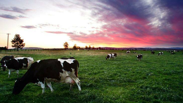 The dairy sector where now looks a really good time to be an investor, says the Motley Fool.  Photo: Kitty Hill