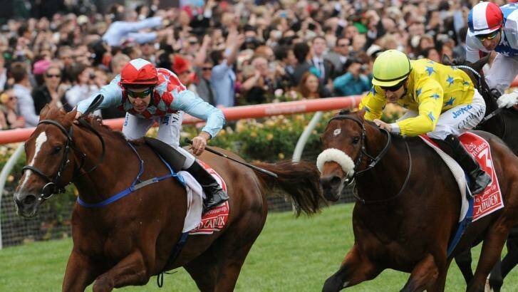 Red Cadeaux was narrowly beaten by Dunaden in the 2011 Melbourne Cup. Photo: Vince Caligiuri