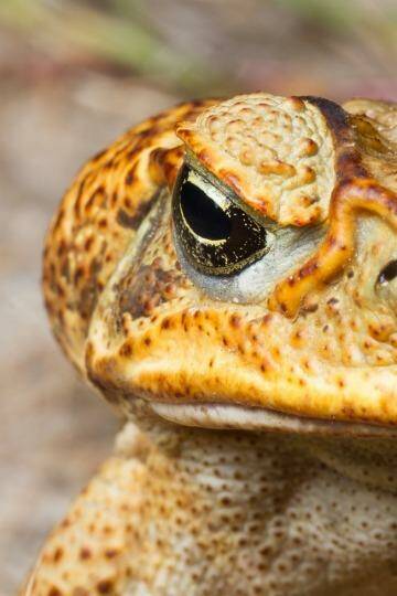 The invasive cane toad. Photo: Steven Zozaya / Invasive Animals Cooperative Research Centre